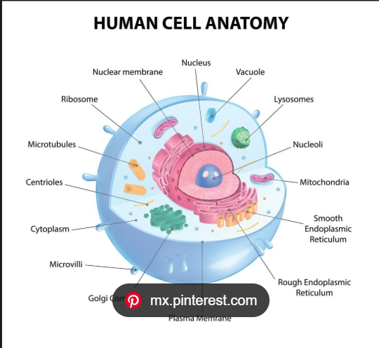 cell